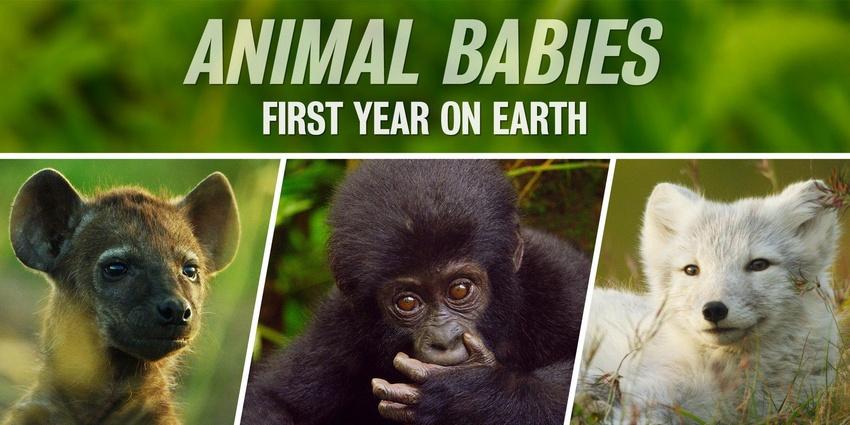 Animal Babies: First Year on Earth