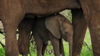 Animal Babies: First Year on Earth