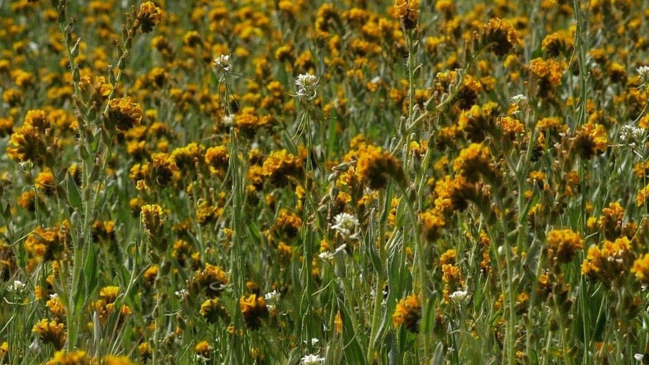 Outside: Beyond the Lens Super Bloom Outside: Beyond the Lens Super Bloom