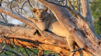 Our Gorongosa