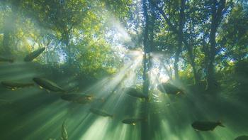 H2O: The Molecule That Made Us