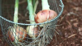 Growing a Greener World