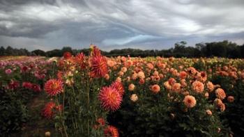 J Schwanke's Life in Bloom