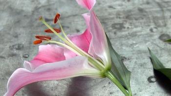 J Schwanke's Life in Bloom