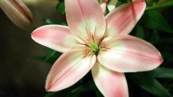 J Schwanke's Life in Bloom