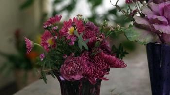 J Schwanke's Life in Bloom