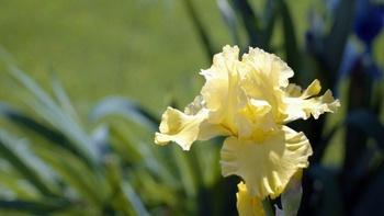 J Schwanke's Life in Bloom