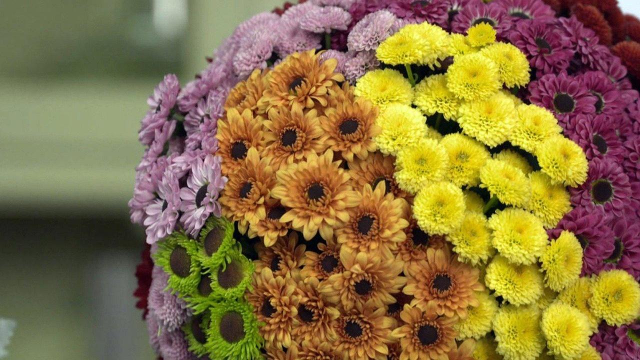 J Schwanke's Life in Bloom Mum's the Word J Schwanke's Life in Bloom Mum's the Word