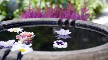 J Schwanke's Life in Bloom