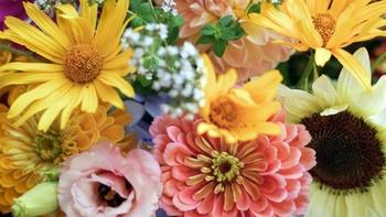 J Schwanke's Life in Bloom