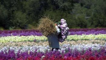 J Schwanke's Life in Bloom