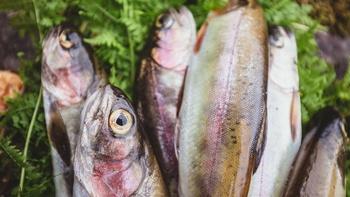 Les Stroud's Wild Harvest