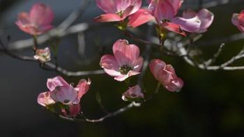 J Schwanke's Life in Bloom