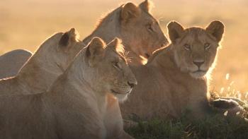 Lion: The Rise and Fall of the Marsh Pride