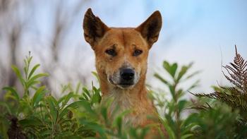 Dogs in the Wild, A Nature Miniseries