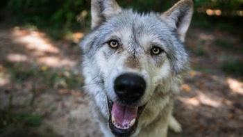 Dogs in the Wild, A Nature Miniseries