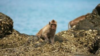 Spy in the Ocean, A Nature Miniseries