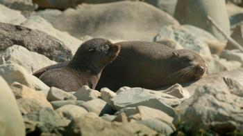Spy in the Ocean, A Nature Miniseries