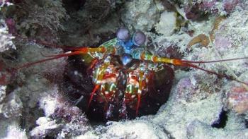 Spy in the Ocean, A Nature Miniseries