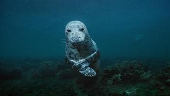 Sea Change: The Gulf of Maine, A NOVA Special Presentation