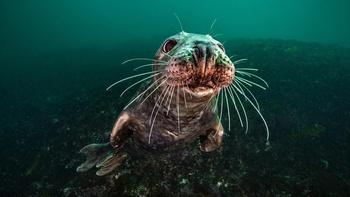 Sea Change: The Gulf of Maine, A NOVA Special Presentation