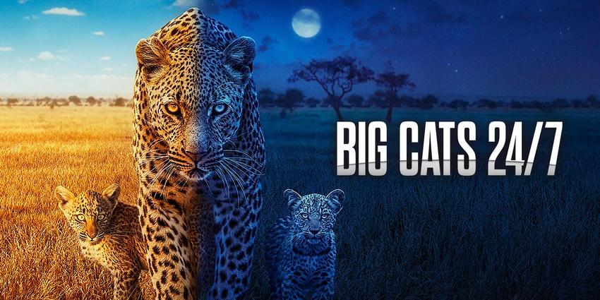 Big Cats 24/7