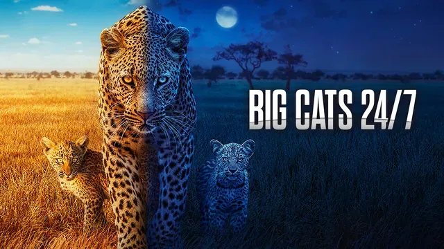 Succession poster frame