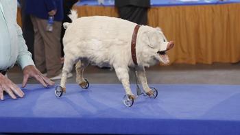 Antiques Roadshow