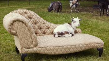 All Creatures Great and Small on Masterpiece