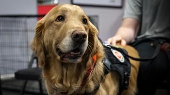 Dogs of Service