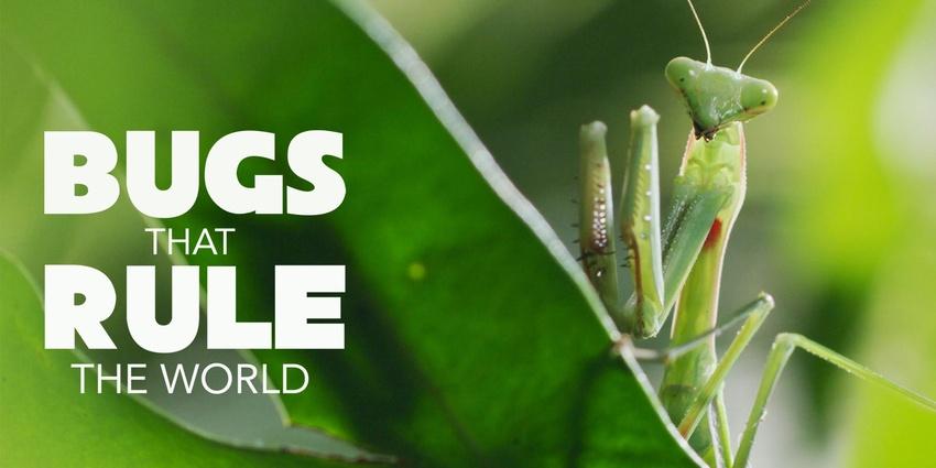Bugs That Rule the World