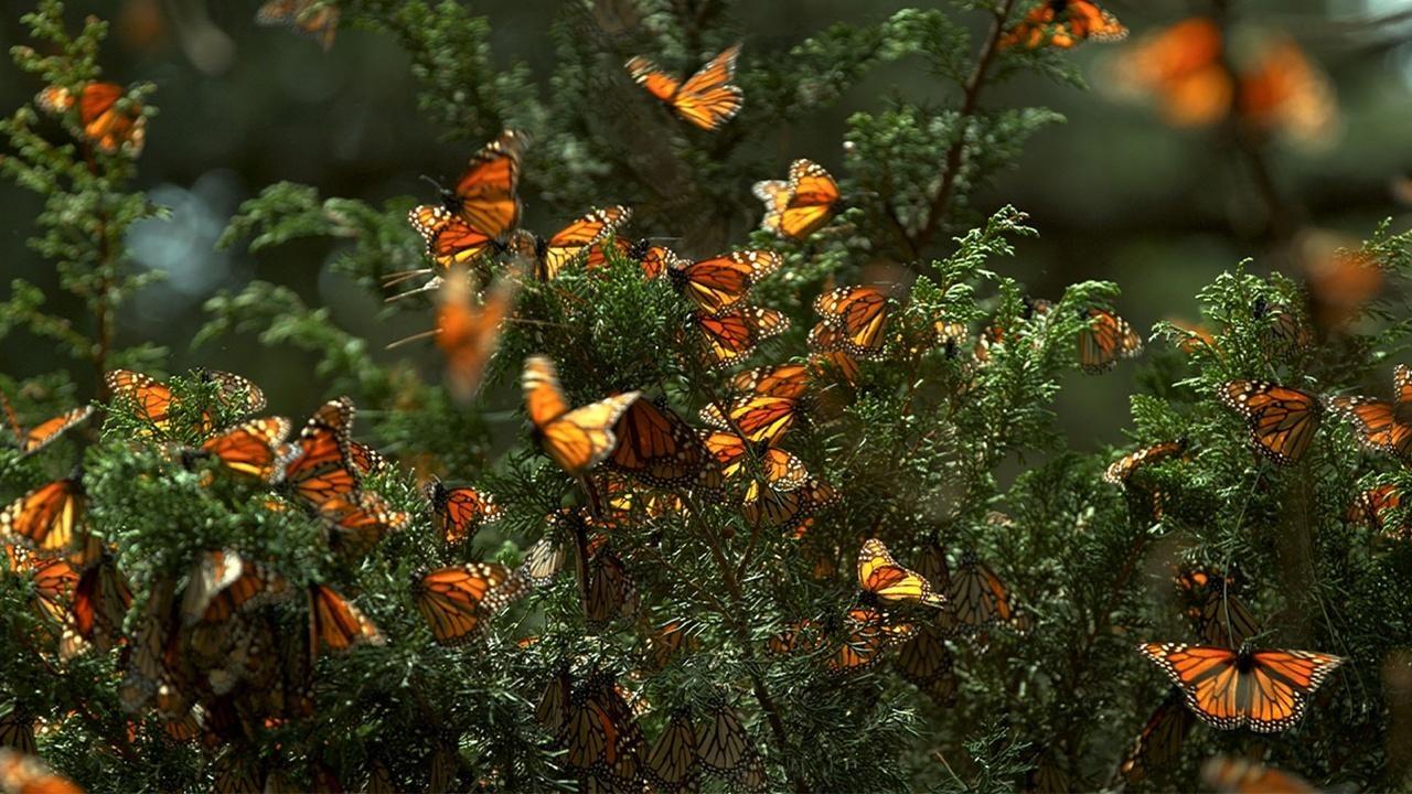 Bugs That Rule the World