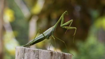Bugs That Rule the World
