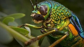 Bugs That Rule the World