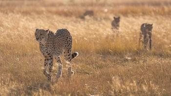 Big Cats 24/7