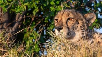 Big Cats 24/7