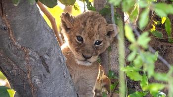 Big Cats 24/7