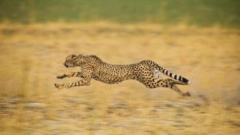 Big Cats 24/7