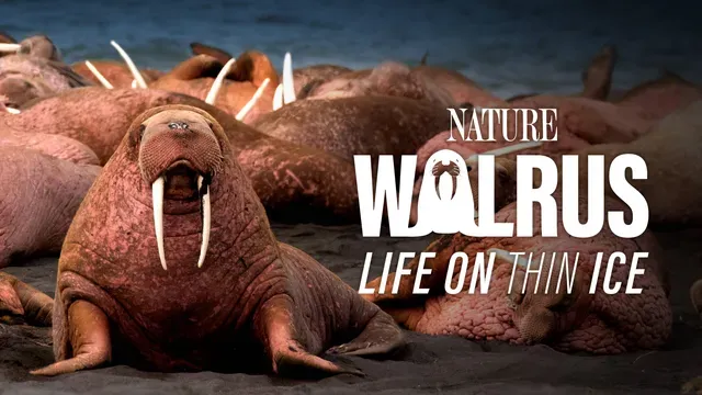 Walrus: Life on Thin Ice poster frame
