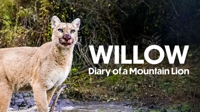 Willow: Diary of a Mountain Lion poster frame