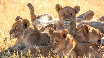 Big Cats 24/7