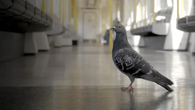 The Pigeon Hustle poster frame