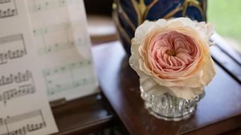 J Schwanke's Life in Bloom