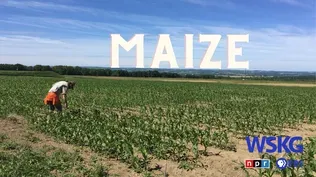 Maize