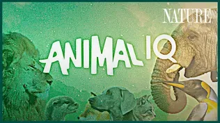 Animal IQ