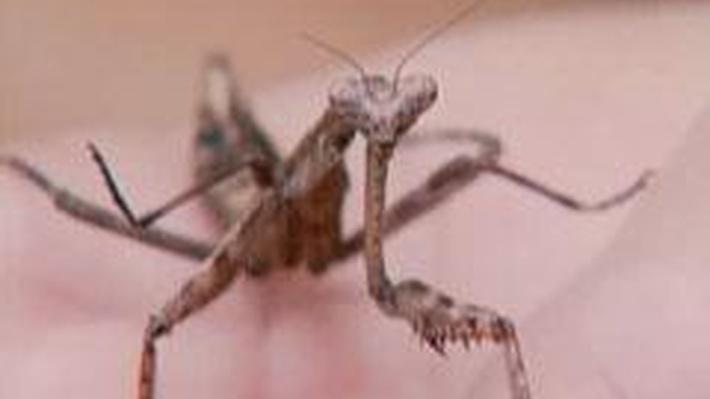 Insect Predators | Kratts Creatures Insect Predators | Kratts Creatures