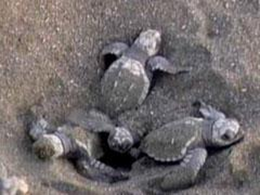 The Sea Turtle Hatch! | Kratts Creatures | Science | Video | PBS ...