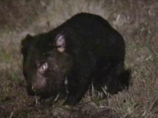 Monkey Mysteries Revealed! | Wild Kratts | Science | Video | PBS