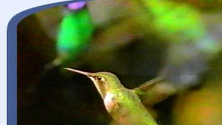 The Life of Birds: Champion Birds The Life of Birds: Champion Birds