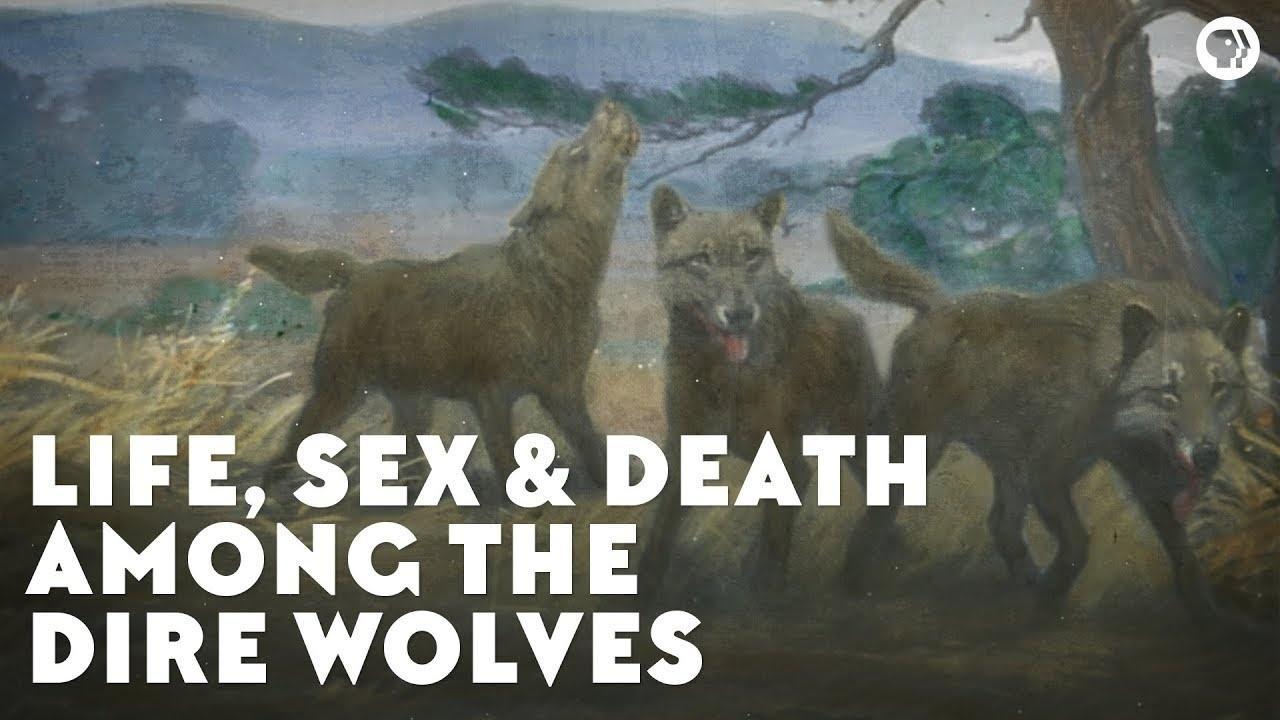 Life Sex And Death Among The Dire Wolves Eons Pbs Learningmedia